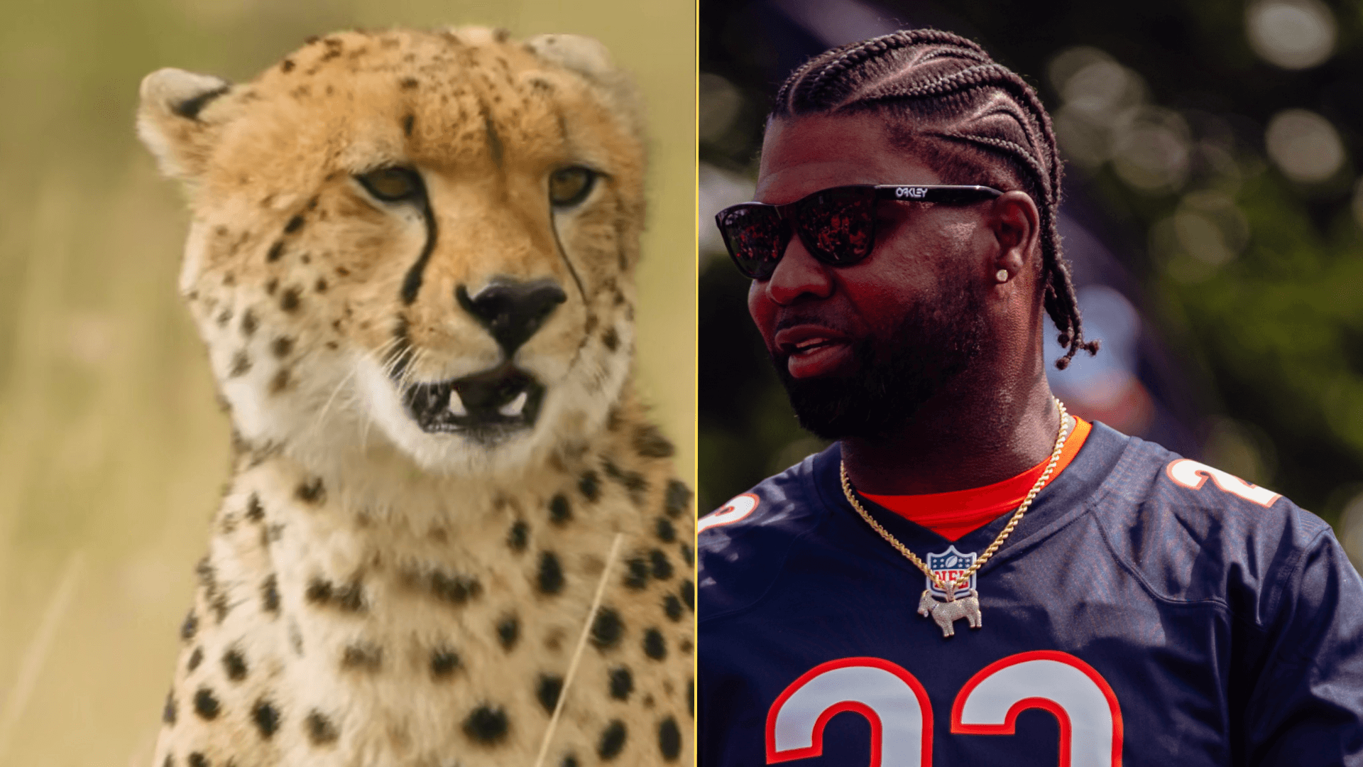 Split image of a cheetah in the world and Devin Hester at a Chicago Bears flag clinic